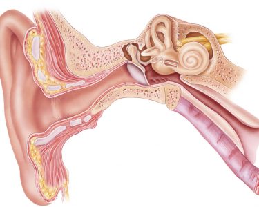 Rola kosteczek sluchowychh